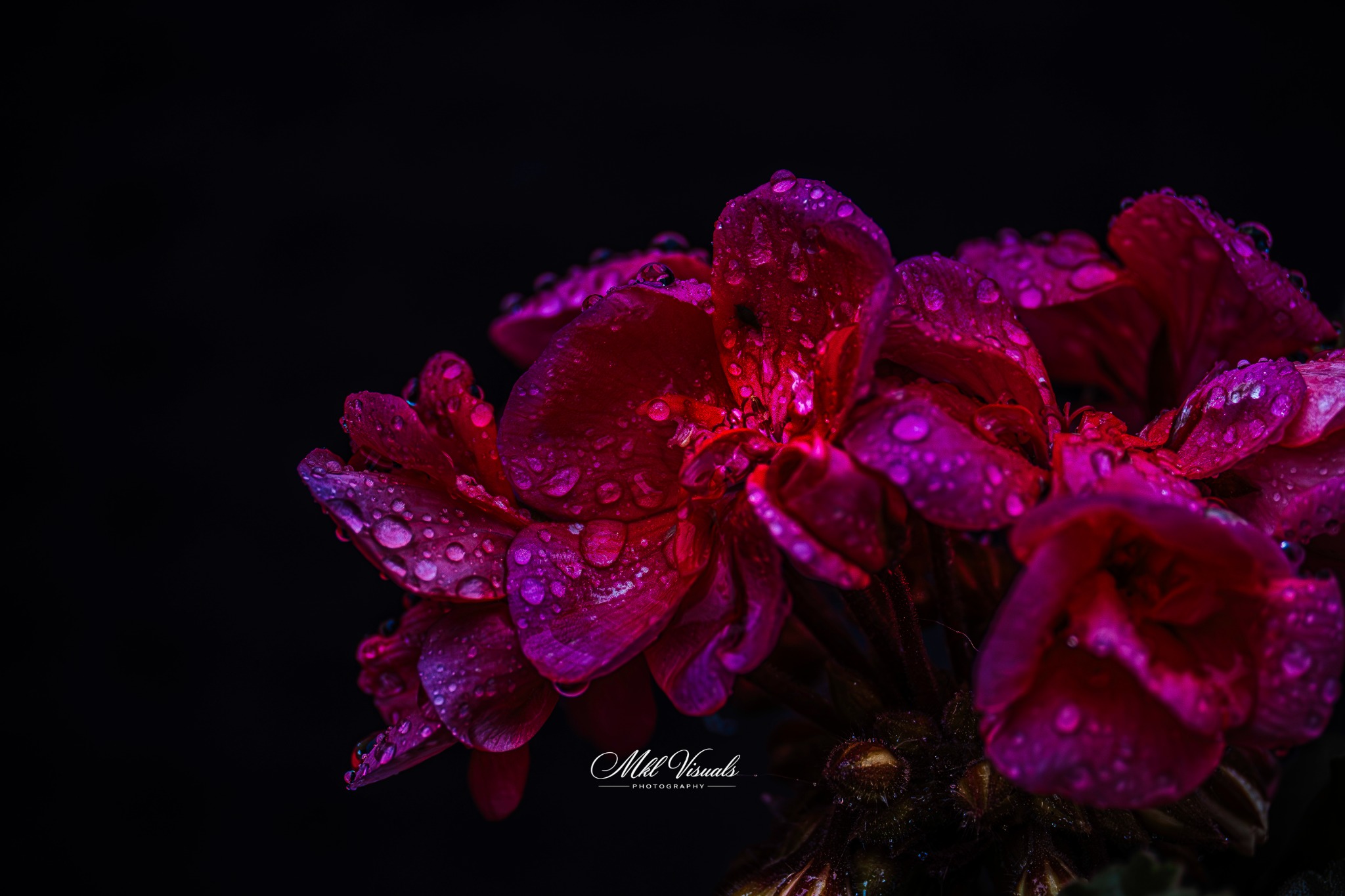 Magenta Flowers After Rain