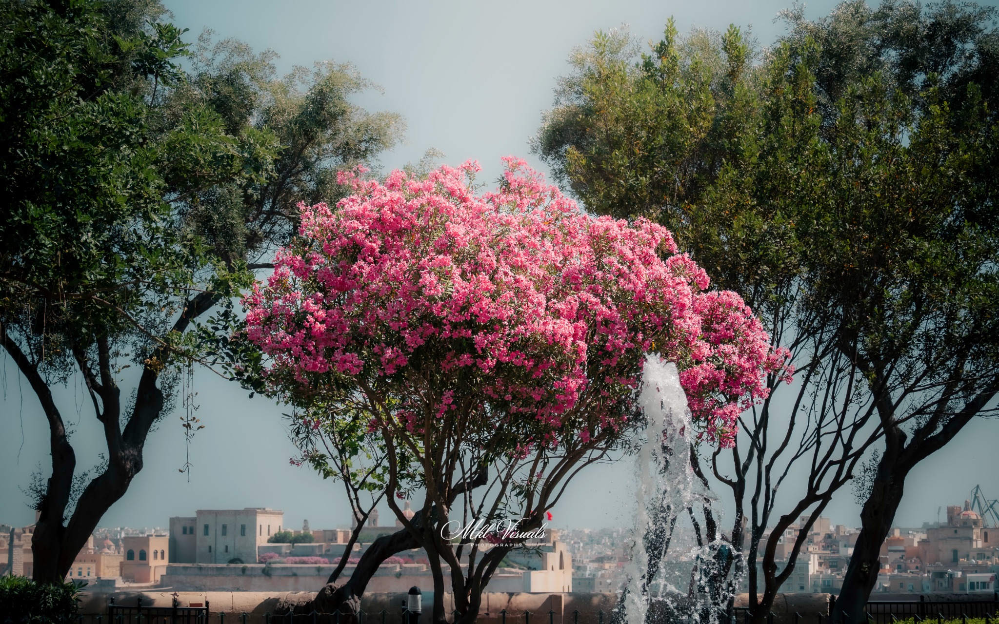 Pink Blooms by the Fountain