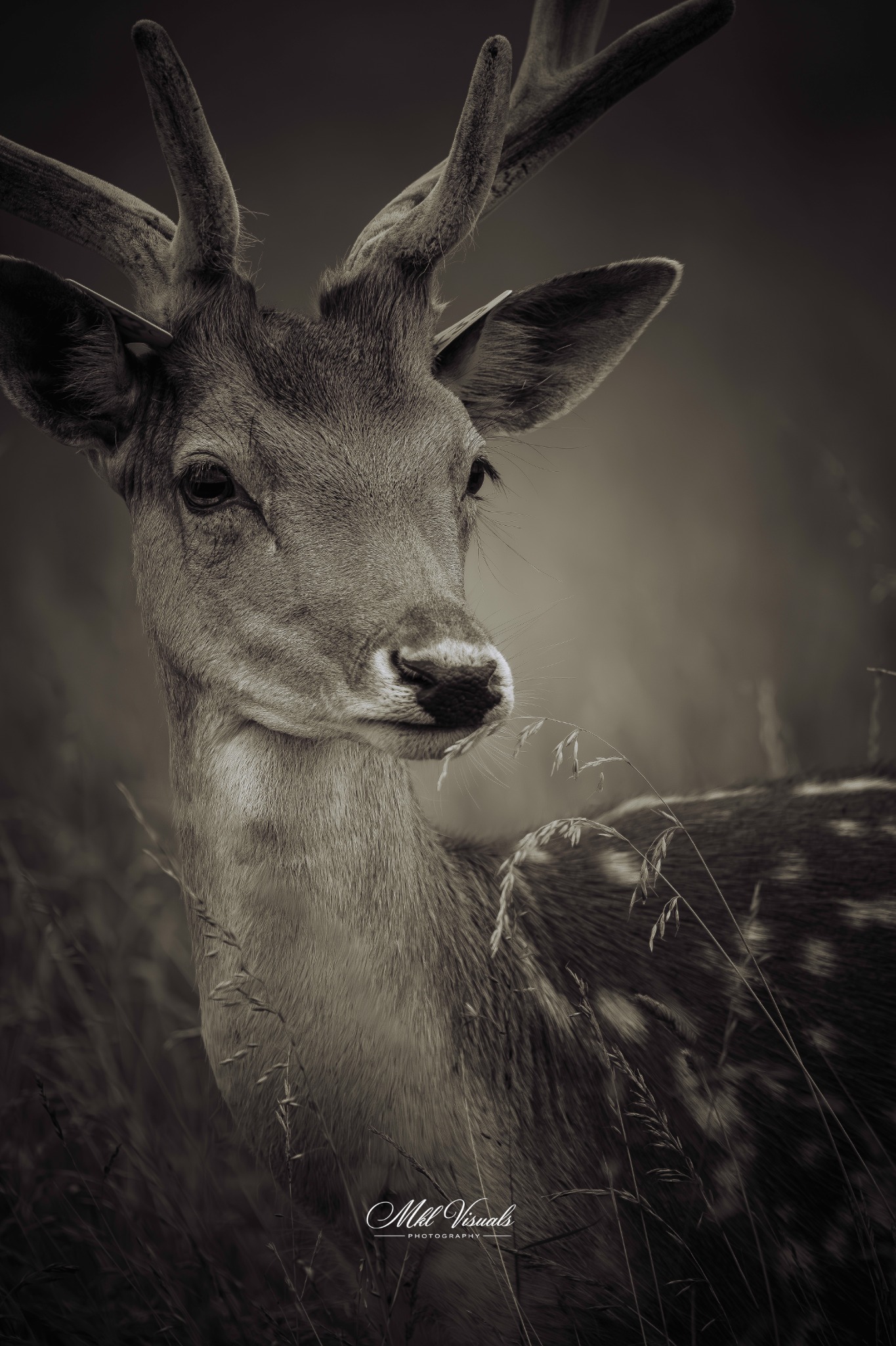 Deer Portrait